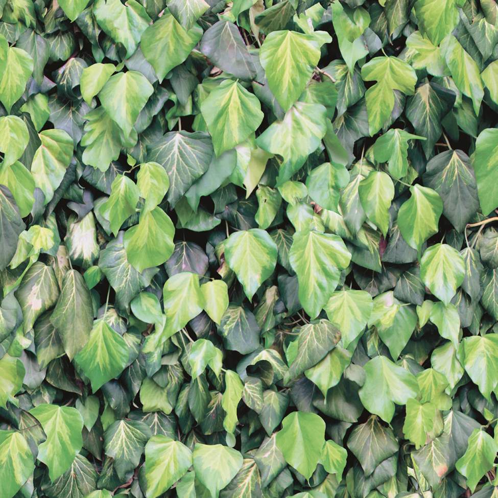 Mural Wallpaper Ivy Leaves Muriva J43404